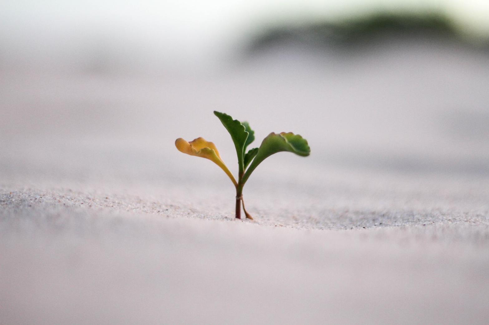 How to Talk to Your Boss About Career Growth
